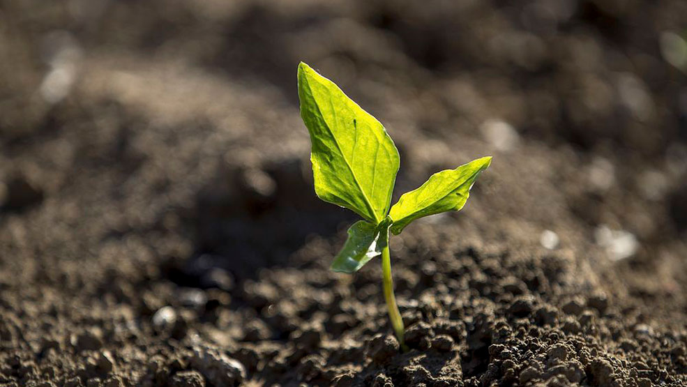 Why Black Soldier Flies Are Essential for Sustainable Farming