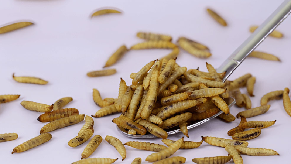 The Benefits of Dehydrated Black Soldier Fly Larvae in Animal Feed