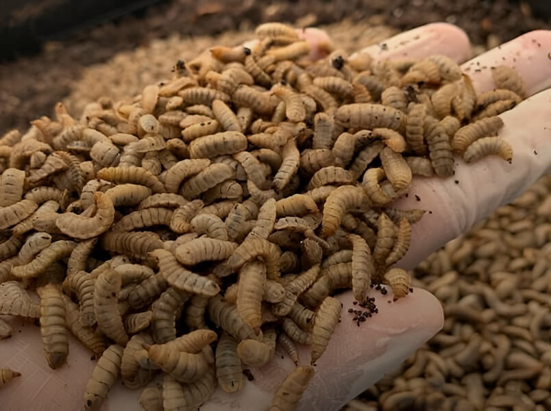 Dehydrated larvae